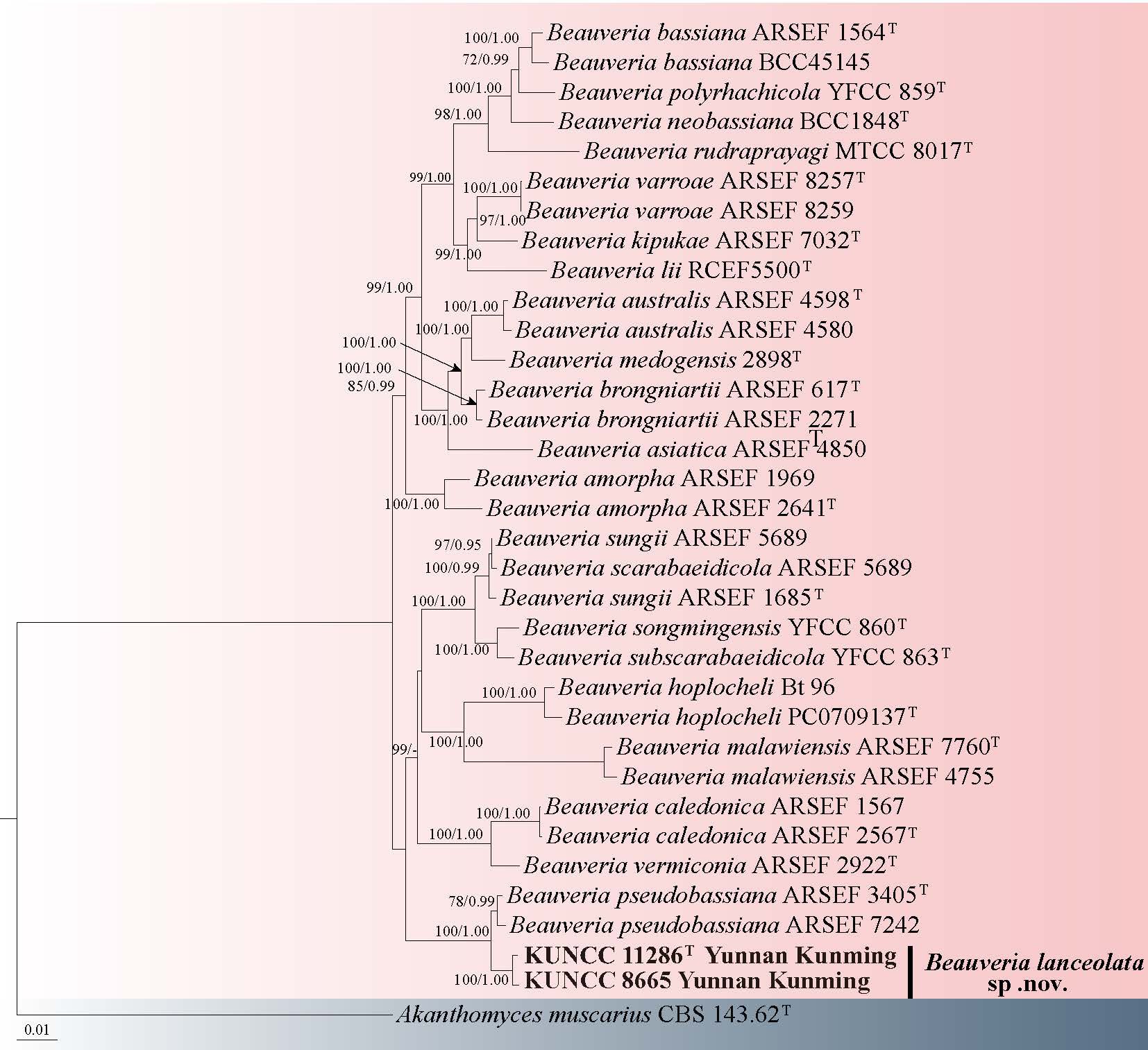 Figure 61
